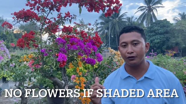 id’s of most saleable bougainvillea varieties and shopping tips смотреть онлайн