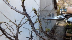 Обрезка алычи сорт обильная...