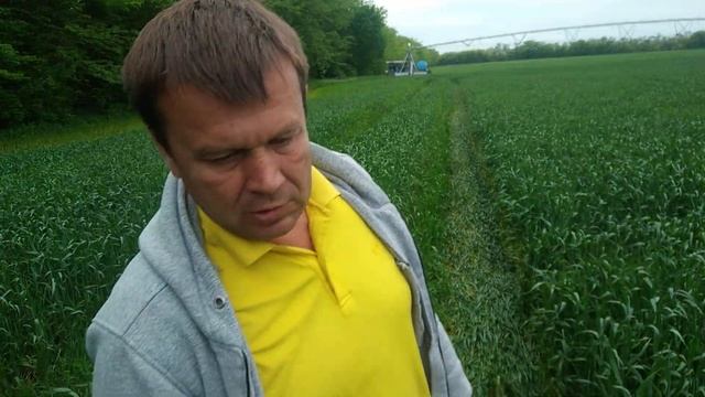 фаза флаг лист озимая пшеница вредитель пьявица смотреть онлайн