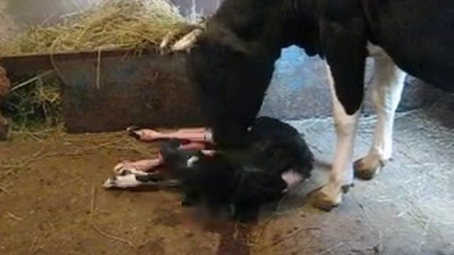 Роды у коровы чать 2 The birth of the cow 2 смотреть онлайн