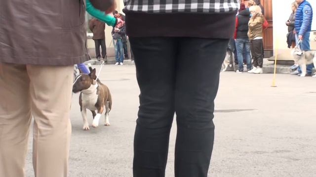 Dog Show Mono Bull terrier 2014/05/25 p03 (578) смотреть онлайн