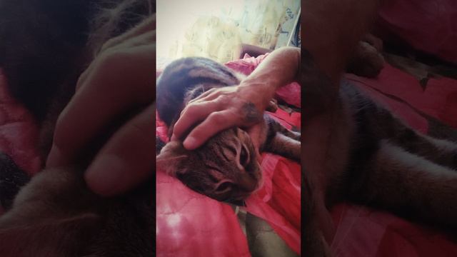 У кота Степана всë отлично 😻 смотреть онлайн