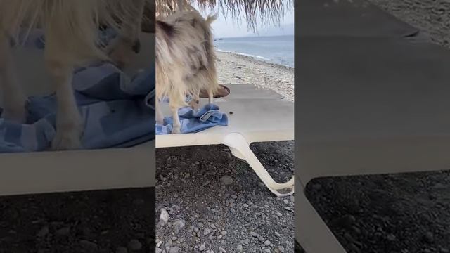 Дратути смотреть онлайн