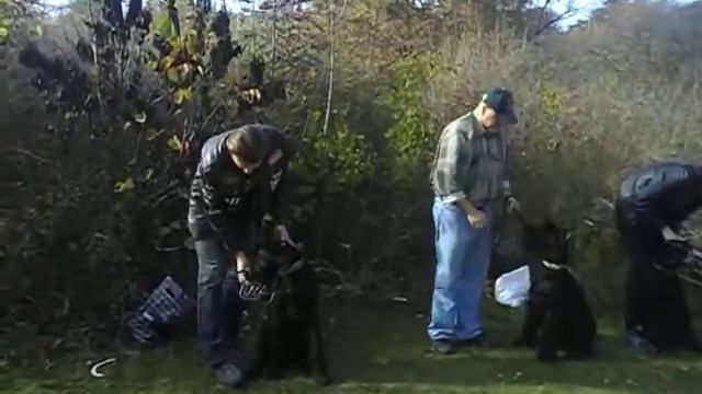 Kennel Roman-Kosh. ГРУППОВЫЕ ЗАНЯТИЯ ЩЕНКОВ 8 мес. смотреть онлайн