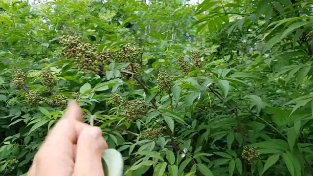 Roter Holunder - Blatt/Blätter - 09.05.18 (Sambucus racemosa) - Bäume (Blätter) bestimmen смотреть онлайн