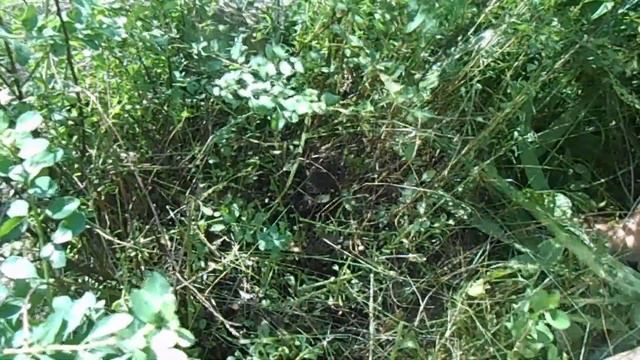 Летняя обрезка спиреи ниппонской. смотреть онлайн