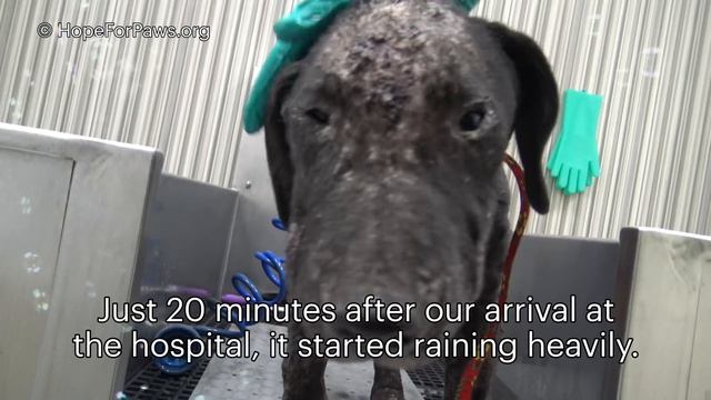 Sick puppy neglected and then abandoned to fend for himself ? смотреть онлайн