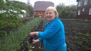 КАК ПРАВИЛЬНО САЖАТЬ ОСТРЫЙ ПЕРЕЦ?