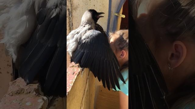 Ворона защитница детей!!!! смотреть онлайн