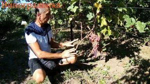 Виноград Карнавал 2020г
