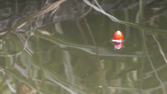 В ЭТОМ РУЧЬЕ ПОЛНО КАРАСЯ!ДЕЛАЮ ЗАГОТОВКИ ЖИВЦА НА ЗИМУ.РЫБАЛКА В СЕНТЯБРЕ!ЩУКА НА СПИННИНГ. смотреть онлайн
