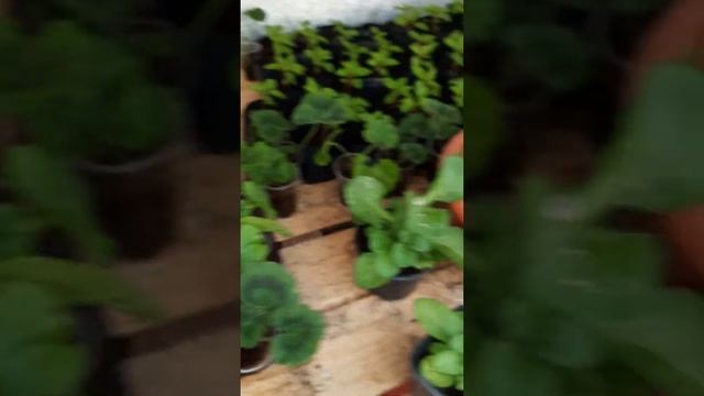 Алиссум выращивание из семян смотреть онлайн
