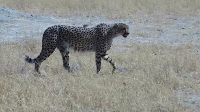 Гепард Cheetah