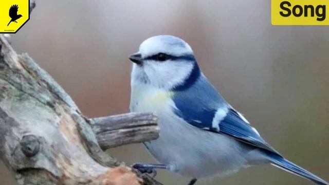 Как поёт белая синица лазоревка? Белая лазоревка, князёк (Cyanistes cyanus) смотреть онлайн