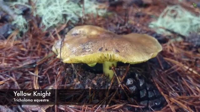 Finding Mushrooms in Forest ? смотреть онлайн