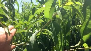 Этот сорт ПЕРСИКА выдержал морозы ВЕСНЫ 2020!