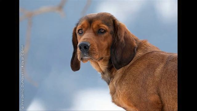 Альпийский таксо - образный бракк смотреть онлайн