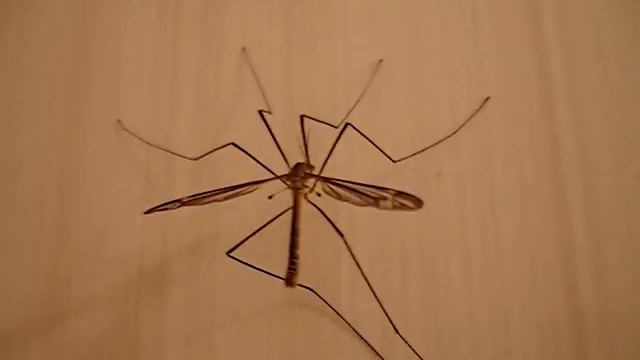 "Малярийный" комар, которого боялись даже взрослые! / The mosquito that everyone was afraid of смотреть онлайн