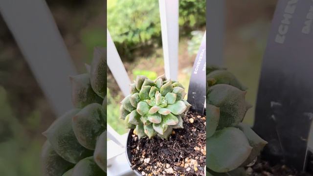ECHEVERIA DARK ELF смотреть онлайн