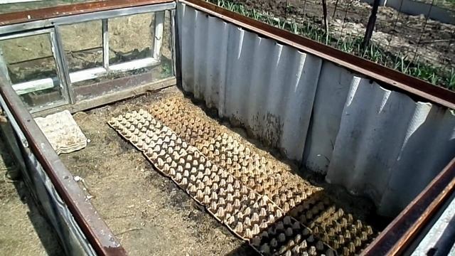 Восточный Казахстан Оригинальное выращивание редиса смотреть онлайн