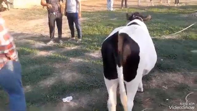 молбозори 1-ум учаска