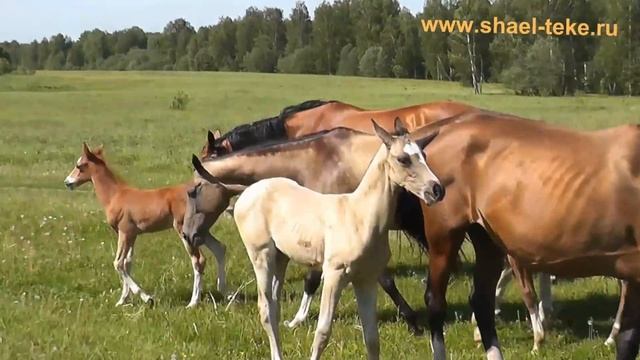 Shael Childhood - 2016. Akhalteke filly. Sale, Ахалтекинская кобылка. Продажа смотреть онлайн