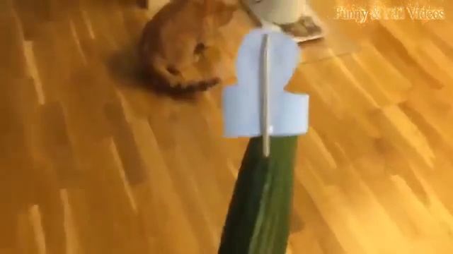 Cats scared of Cucumbers Compilation - Part 2 - Cats Vs Cucumbers - Funny Cats 2016 смотреть онлайн