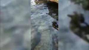 Подводная охота. Каспий. Кефаль-лобан