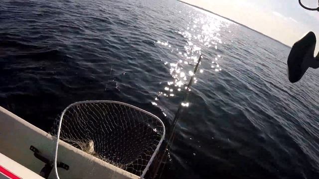 Рыбалка в Финляндии. Z-MAN - лучшая судаковая приманка?! Тест и сравнение приманок по судаку. смотреть онлайн