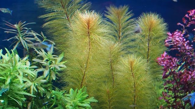 Перистолистник Рорайма (Myriophyllum Sp  Roraima) и Гидрокотила трипартита (Hydrocotyle Tripartita)