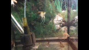 Скалярия. Как спасти икру в общем аквариуме?