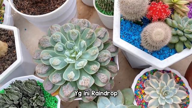 Jalan-Jalan ke Rumah Kaktus & Sukulen смотреть онлайн