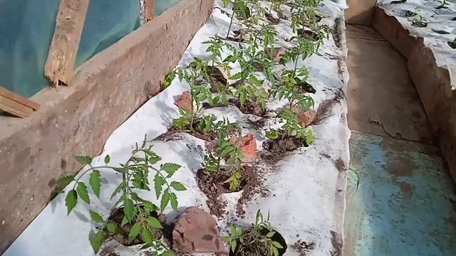 Помидоры, перец, баклажаны в открытый грунт..... смотреть онлайн