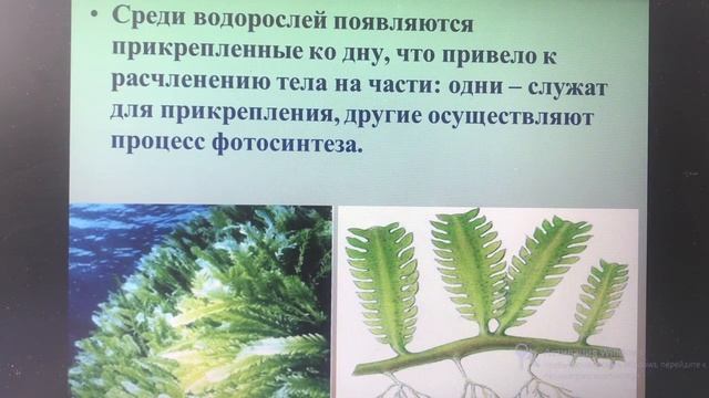 Биология Федотова НН 6 класс Историческое развитие растительного мира смотреть онлайн