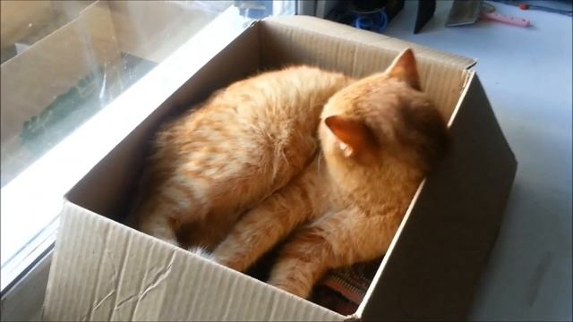 Кот в коробке смотреть онлайн