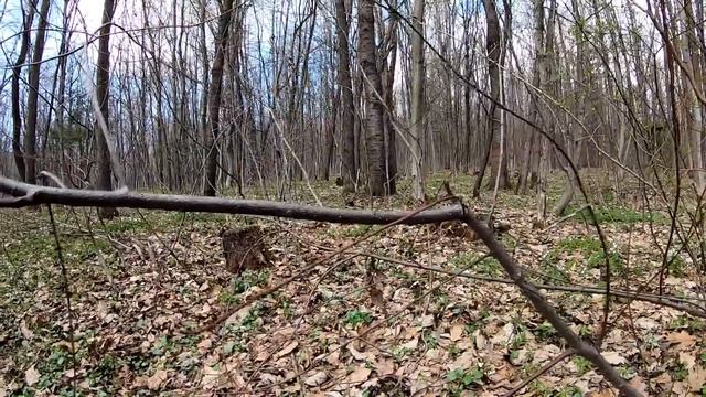 СБОР ГРИБОВ Первые грибы в апреле 2022 Лес радует первыми грибочками смотреть онлайн