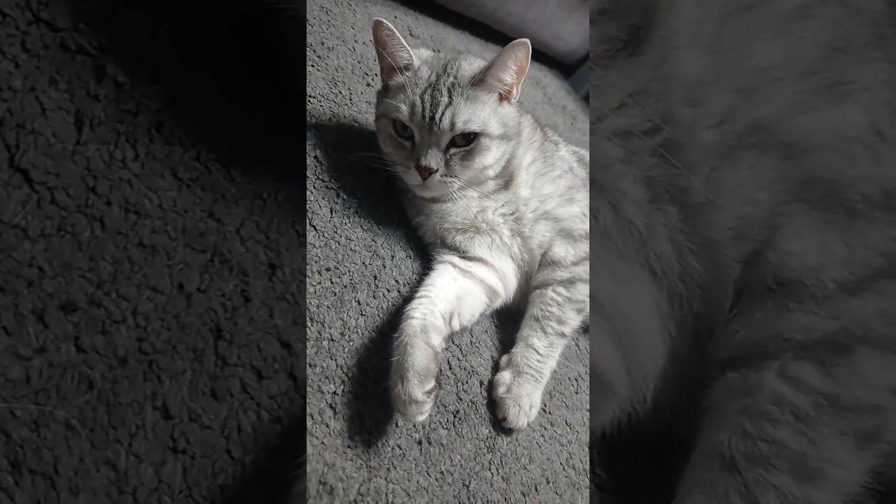 Создай своего котика! #Shorts смотреть онлайн