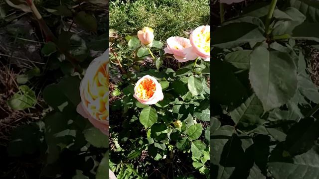 Быстрая утренняя пробежка по розам😁Невозможно пройти мимо😍 смотреть онлайн