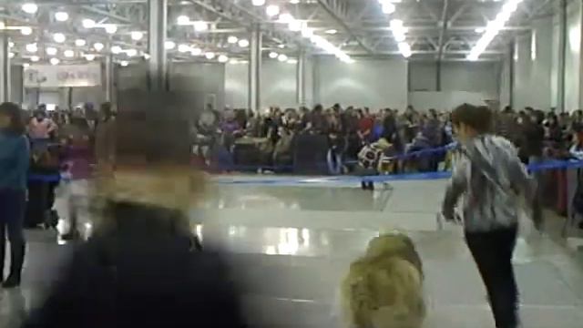 Евразия-2011 26 марта - кавказские овчарки смотреть онлайн