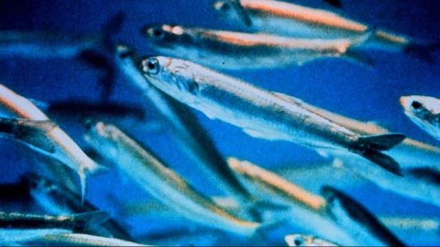 Facts: Anchovies смотреть онлайн