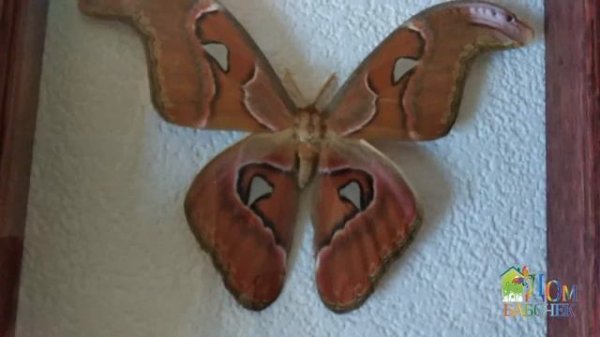 Бабочка в рамке Attacus Atlas