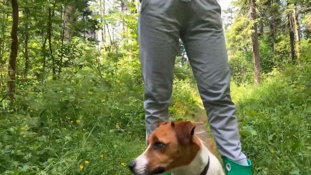 Дрессировка непослушного джек рассела смотреть онлайн