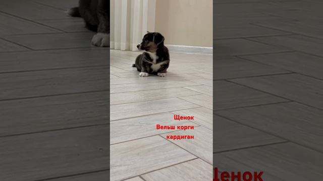 Питомник «Lily Crown» предлагает щенков вельш корги кардиган #вельшкоргикардиган #dog #puppy смотреть онлайн