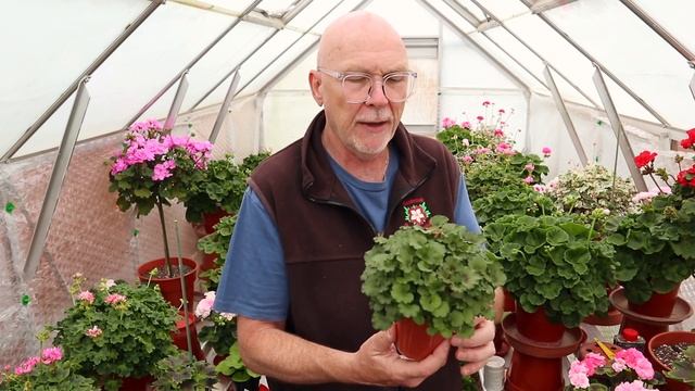 The Types of Pelargoniums That I Grow - Part One смотреть онлайн