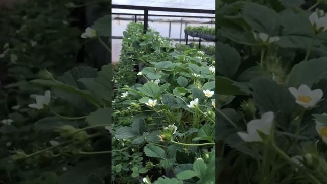 Шатаются стеллажи с клубникой от ветра. #ягодныйбизнес #бизнесна50сотках #овощииягоды #strawberries смотреть онлайн