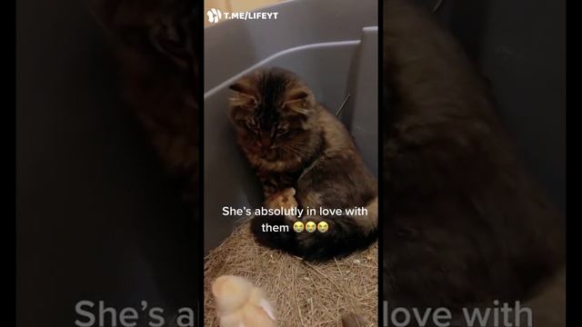 Кошка и цыплята смотреть онлайн