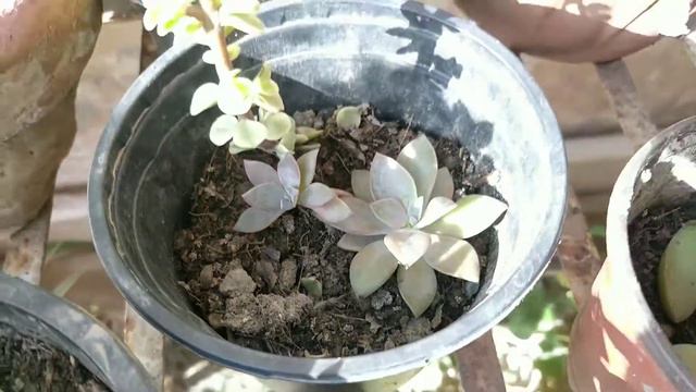 Succulent plants propogation easy care смотреть онлайн