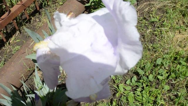 Ирис смотреть онлайн