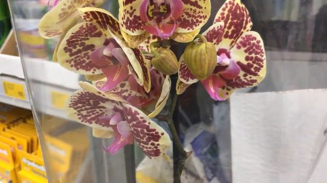 Чудо продолжается. Сортовые орхидеи в Кастораме 21.11.2020 смотреть онлайн