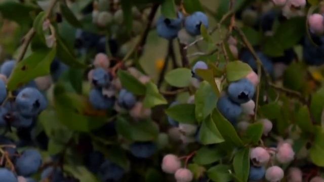 Голубика для выращивания Денис Блю | Видео обзор смотреть онлайн